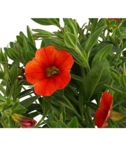 Minihängepetunie, Orange -Gartenladen Im Freien 8816837 PR DE 001 CalibrachoaMinihaengepetunieOrangeDehnerExpressHerzig
