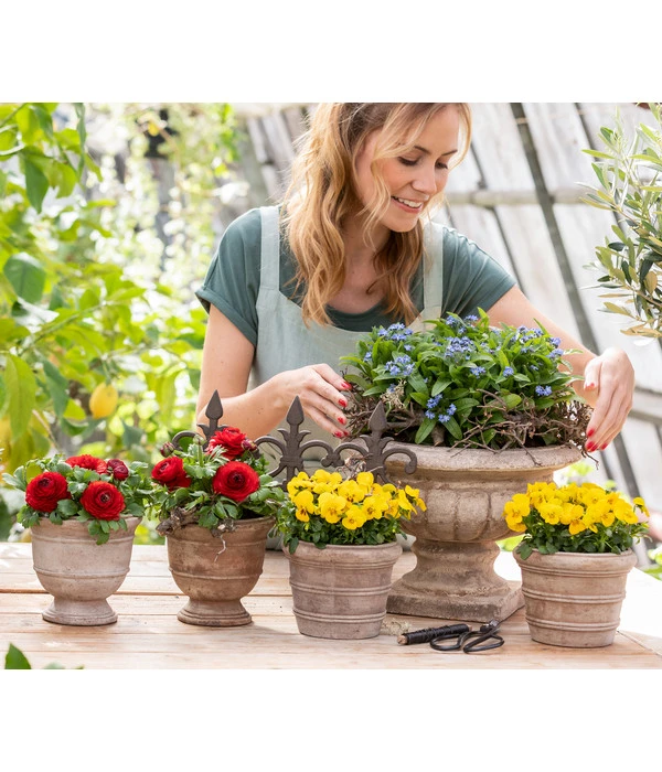 Ranunkel, Verschiedene Farben 10 Ranunkel, Verschiedene Farben – Bild 10