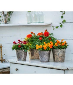 Ranunkel, Verschiedene Farben 25 Ranunkel, Verschiedene Farben -Gartenladen Im Freien 8817355 8810079 WE MO 001 RanunkelnGaensebluemchen