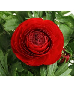 Ranunkel, Verschiedene Farben 30 Ranunkel, Verschiedene Farben -Gartenladen Im Freien 8817355 PR DE 001 RanunkelnT11DehnerExpressHerzig