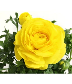 Ranunkel, Verschiedene Farben 31 Ranunkel, Verschiedene Farben -Gartenladen Im Freien 8817355 PR DE 002 RanunkelnT11DehnerExpressHerzig