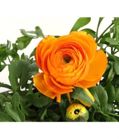 Ranunkel, Verschiedene Farben 32 Ranunkel, Verschiedene Farben -Gartenladen Im Freien 8817355 PR DE 003 RanunkelnT11DehnerExpressHerzig