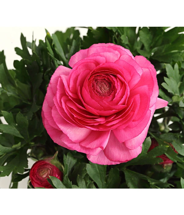 Ranunkel, Verschiedene Farben 16 Ranunkel, Verschiedene Farben – Bild 16