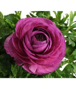 Ranunkel, Verschiedene Farben 34 Ranunkel, Verschiedene Farben -Gartenladen Im Freien 8817355 PR DE 005 RanunkelnT11DehnerExpressHerzig