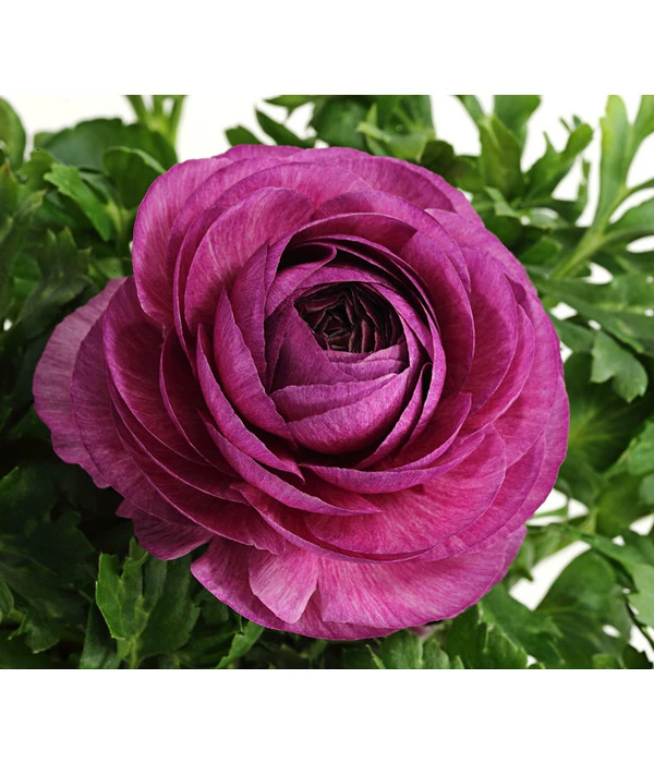 Ranunkel, Verschiedene Farben 17 Ranunkel, Verschiedene Farben – Bild 17