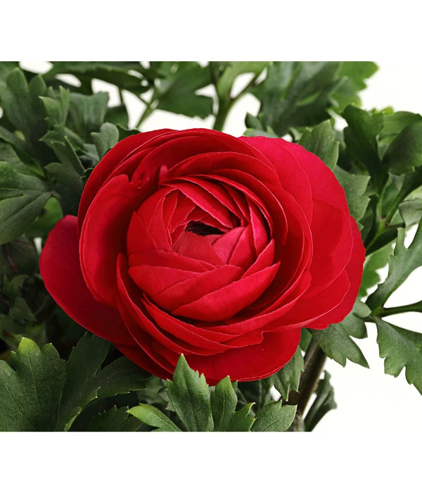 Ranunkel, Verschiedene Farben 18 Ranunkel, Verschiedene Farben – Bild 18