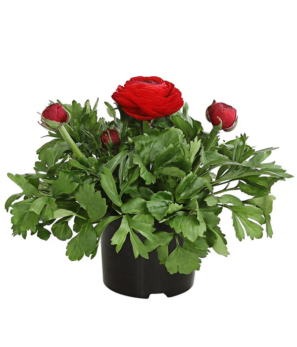 Ranunkel, Verschiedene Farben 2 Ranunkel, Verschiedene Farben – Bild 2