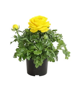 Ranunkel, Verschiedene Farben 20 Ranunkel, Verschiedene Farben -Gartenladen Im Freien 8817355 PR FS 002 RanunkelnT11DehnerExpressHerzig