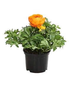 Ranunkel, Verschiedene Farben 21 Ranunkel, Verschiedene Farben -Gartenladen Im Freien 8817355 PR FS 003 RanunkelnT11DehnerExpressHerzig