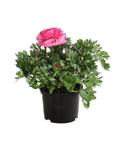 Ranunkel, Verschiedene Farben 22 Ranunkel, Verschiedene Farben -Gartenladen Im Freien 8817355 PR FS 004 RanunkelnT11DehnerExpressHerzig