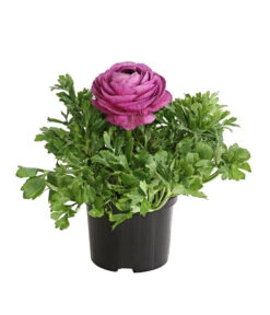 Ranunkel, Verschiedene Farben 23 Ranunkel, Verschiedene Farben -Gartenladen Im Freien 8817355 PR FS 005 RanunkelnT11DehnerExpressHerzig