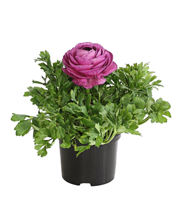 Ranunkel, Verschiedene Farben 6 Ranunkel, Verschiedene Farben – Bild 6