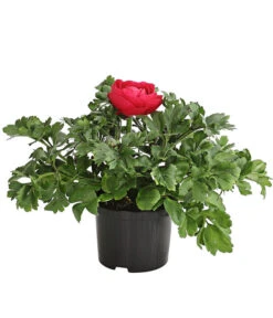 Ranunkel, Verschiedene Farben 24 Ranunkel, Verschiedene Farben -Gartenladen Im Freien 8817355 PR FS 006 RanunkelnT11DehnerExpressHerzig