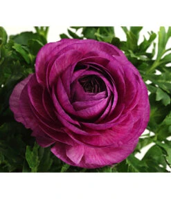 Beet- & Balkonpflanzen-Set Frühlingsfreude, 6-teilig 13 Beet- & Balkonpflanzen-Set Frühlingsfreude, 6-teilig -Gartenladen Im Freien 8817355 WE DE 013 RanunkelnT11DehnerExpressHerzig