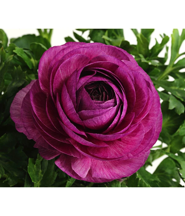 Beet- & Balkonpflanzen-Set Frühlingsfreude, 6-teilig 6 Beet- & Balkonpflanzen-Set Frühlingsfreude, 6-teilig – Bild 6