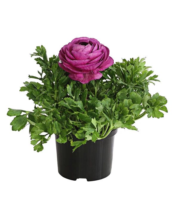 Beet- & Balkonpflanzen-Set Frühlingsfreude, 6-teilig 2 Beet- & Balkonpflanzen-Set Frühlingsfreude, 6-teilig – Bild 2