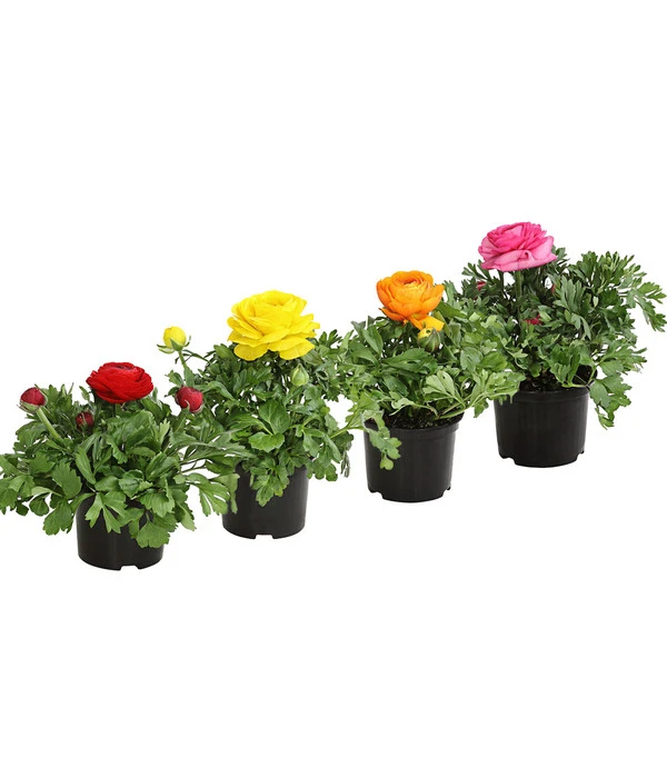 Ranunkel, Verschiedene Farben 1 Ranunkel, Verschiedene Farben