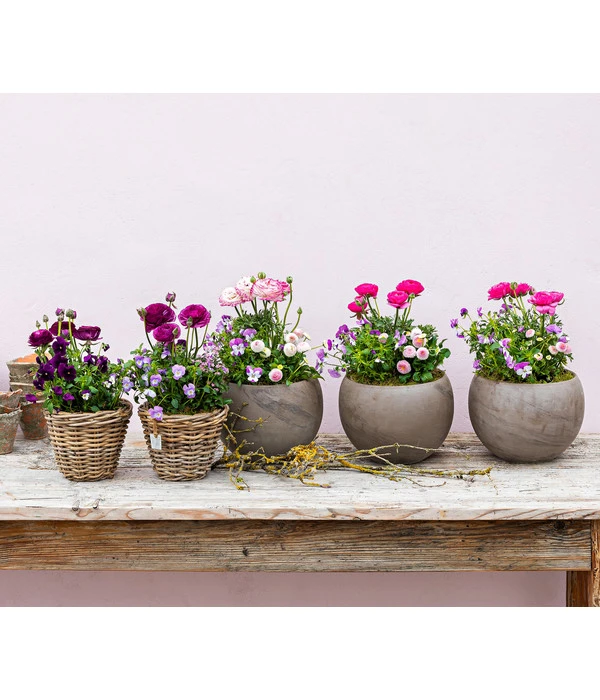 Beet- & Balkonpflanzen-Set Frühlingsfreude, 6-teilig 5 Beet- & Balkonpflanzen-Set Frühlingsfreude, 6-teilig – Bild 5