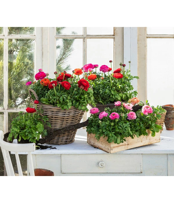 Ranunkel, Verschiedene Farben 9 Ranunkel, Verschiedene Farben – Bild 9