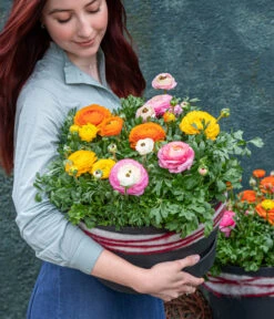 Ranunkel, Verschiedene Farben 29 Ranunkel, Verschiedene Farben -Gartenladen Im Freien 8817355 WE MO 002 Ranunkeln