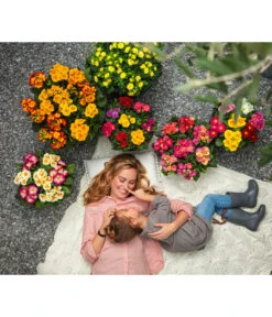 Stängelprimel, Schale -Gartenladen Im Freien 8817397 8261463 WE MO 001 PrimelnPrimulaSchale