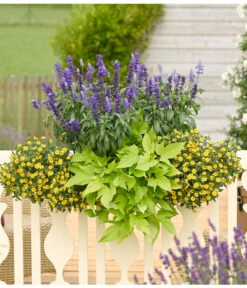 Süßkartoffel, Verschiedene Farben -Gartenladen Im Freien 8817587 WE MO 001 SanvitaliaSalviaIpomoeaHusarenknopfSalbeiSuesskartoffelKastenRennerPrintMedia