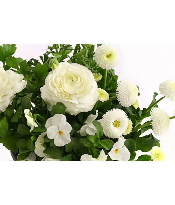 Pflanzen-Trio Frühling In Weiß 2 Pflanzen-Trio Frühling In Weiß – Bild 2