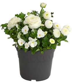 Pflanzen-Trio Frühling In Weiß