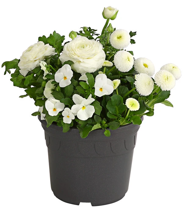 Pflanzen-Trio Frühling In Weiß 1 Pflanzen-Trio Frühling In Weiß