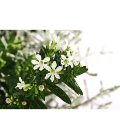 Pflanzen-Duo Herbstbrise, Verschiedene Sorten -Gartenladen Im Freien 8823833 WE DE 001 GitterkrautKoecherbluemchenMixWeiss