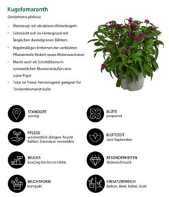 Kugelamaranth -Gartenladen Im Freien 8824013 WE IG 001 Kugelamaranth