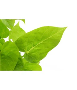 Süßkartoffel, Verschiedene Farben -Gartenladen Im Freien 8824500 WE DE 001 IpromoeaT12