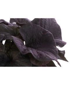 Süßkartoffel, Verschiedene Farben -Gartenladen Im Freien 8824500 WE DE 002 SuesskartoffelT12