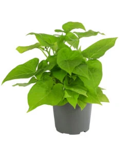 Süßkartoffel, Verschiedene Farben