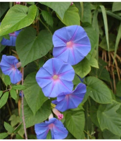 Prunkwinde -Gartenladen Im Freien 8824674 WE DE 001 IpomoeaTricolorSirsch