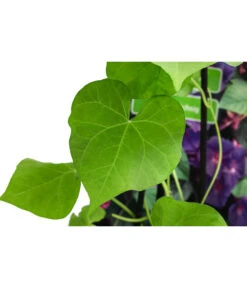 Prunkwinde -Gartenladen Im Freien 8824674 WE DE 001 PrunkwindeIpomoeaTricolorT13