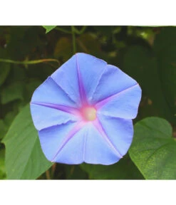 Prunkwinde -Gartenladen Im Freien 8824674 WE DE 003 IpomoeaTricolorSirsch