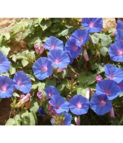 Prunkwinde -Gartenladen Im Freien 8824674 WE MO 001 IpomoeaTricolorPixabay