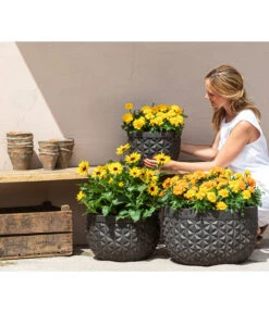 Studentenblume, Verschiedene Farben -Gartenladen Im Freien 8826323 8807091 8819146 8516635 WE MO 001 Studentenblume