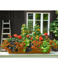 Minihängepetunie, Orange -Gartenladen Im Freien 8826869 8826505 8813206 8816837 8824500 PR MO 001 ThunbergiaPelargonieIpomoeaCalibrachoaBalkonkastenRenner