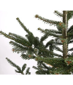 Nordmann-Tanne, Ca. 200-250 Cm, Gesägt 5 Nordmann-Tanne, Ca. 200-250 Cm, Gesägt -Gartenladen Im Freien 8995748 WE DE 001 AbiesNordmannianaNordmanntanne200 250GesaegtDehnerExpressHerzig