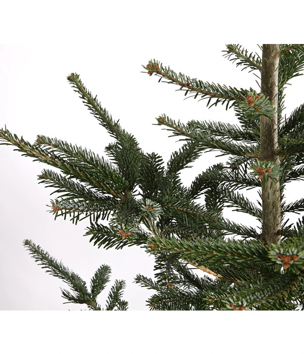 Nordmann-Tanne, Ca. 200-250 Cm, Gesägt 3 Nordmann-Tanne, Ca. 200-250 Cm, Gesägt – Bild 3