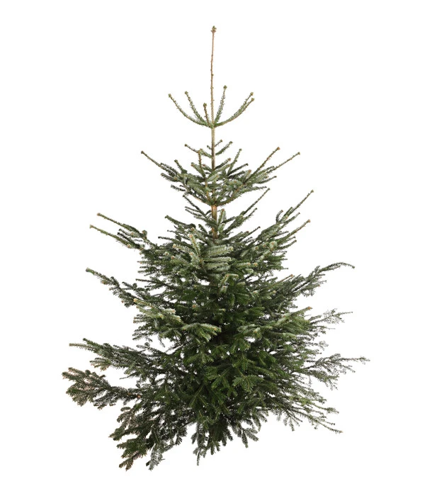 Nordmann-Tanne, Ca. 200-250 Cm, Gesägt 1 Nordmann-Tanne, Ca. 200-250 Cm, Gesägt