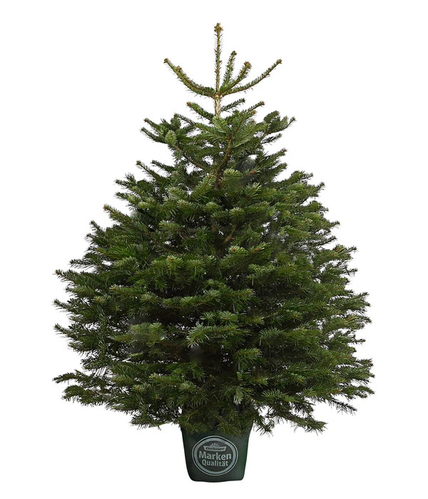 Nordmann-Tanne, Ca. 125-150 Cm, Im Topf Gewachsen 1 Nordmann-Tanne, Ca. 125-150 Cm, Im Topf Gewachsen