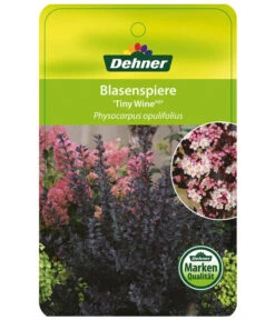 Blasenspiere 'Tiny Wine' -Gartenladen Im Freien BlasenspiereTinyWine Etikett 1