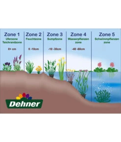 Dehner Seerose 'Red Spider' -Gartenladen Im Freien WE DE 001 Teichzonen Wasserpflanzen Schild