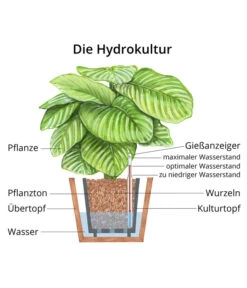 Drachenbaum - Dracaena Surculosa, Hydrokultur -Gartenladen Im Freien WE MO Hydrokultur Hydropflanze Grafik 4