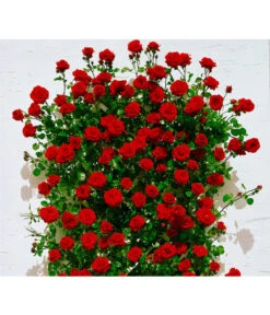 Kletterrosen -Gartenladen Im Freien X007937915 BildFS 001 KletterroseSantanaSantana